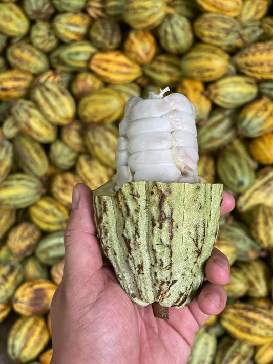 La Importancia del Cacao Sustentable: Un Compromiso con el Futuro