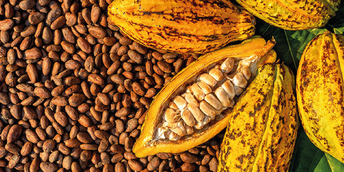 Ventajas del Cacao Fermentado sobre el Cacao Lavado